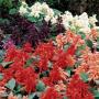 Seminte profesionale Salvia splendens - Salvia - imagine 23216